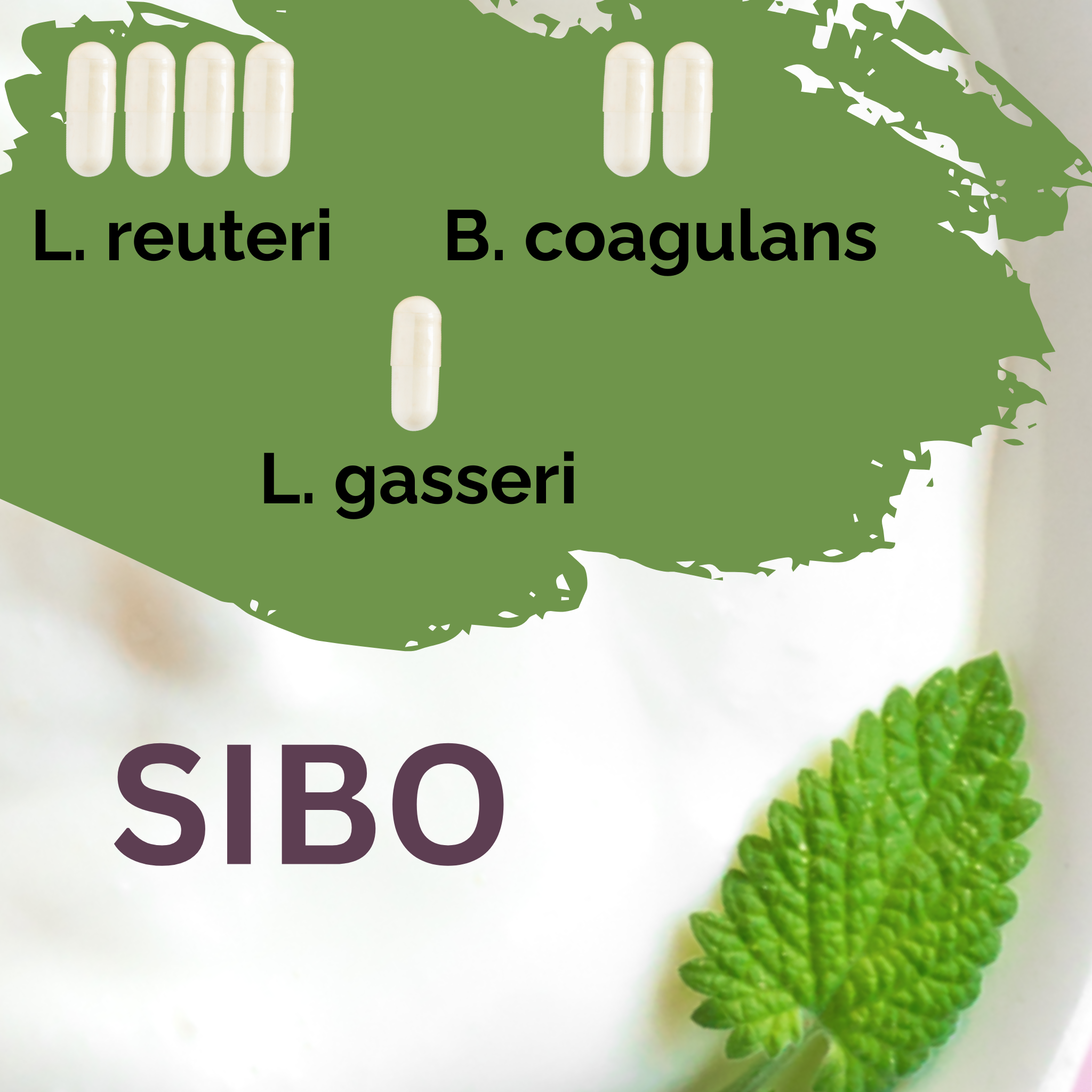 L. reuteri + B. coagulans + L. gasseri | Set de pornire pentru iaurt | SIBO | Culturi de start | Pachet de 3