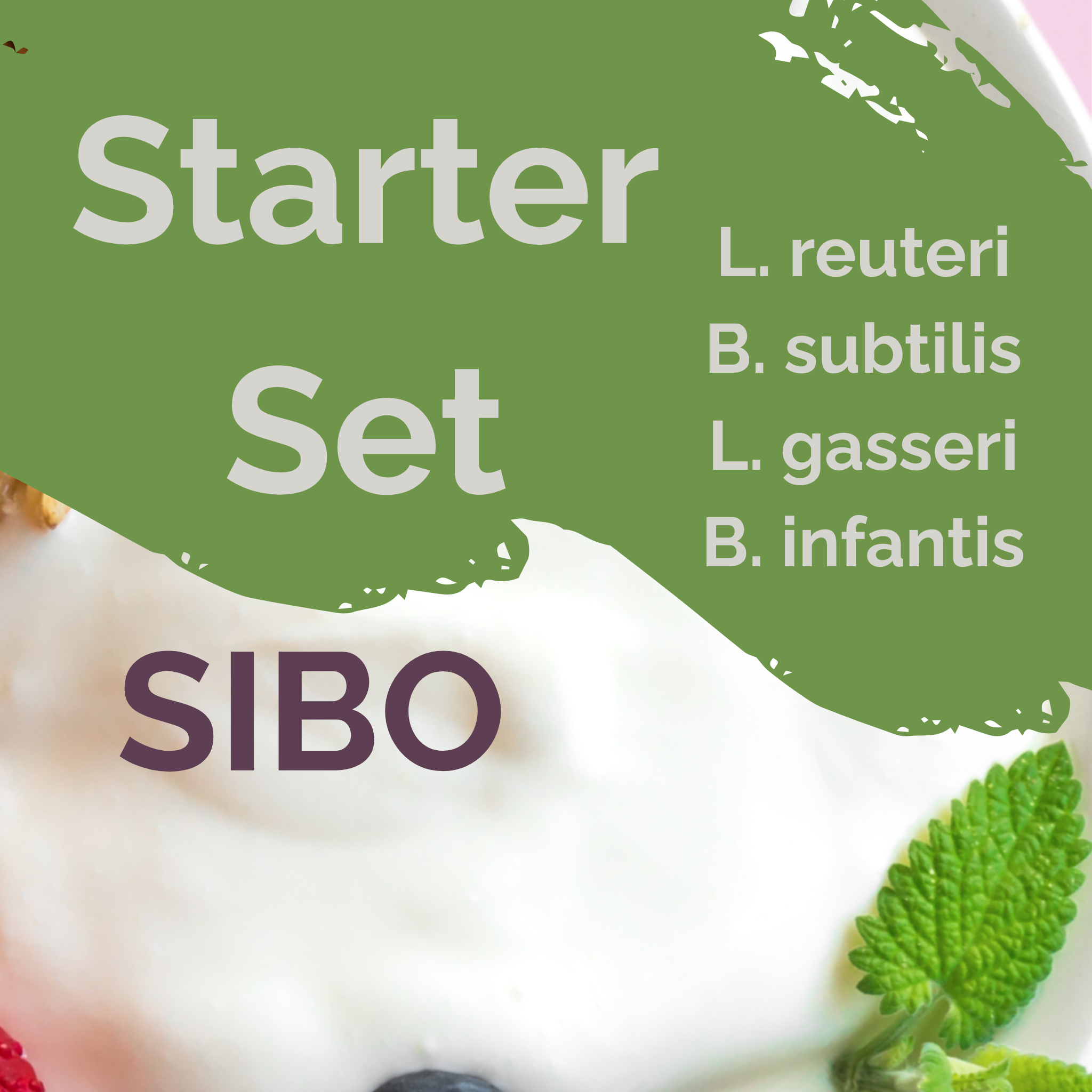 L. reuteri + B. subtilis + L. gasseri + B. infantis | Set de pornire pentru iaurt | Stabil SIBO | Culturi de pornire | Pachet de 3